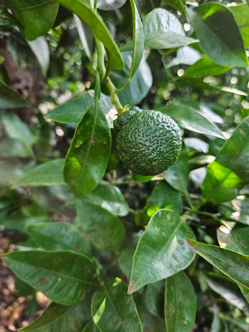 새달귤농장님의 장터 판매 상품 [풋귤(청귤)+한라봉+레드향320g 액상차] 첨부 사진