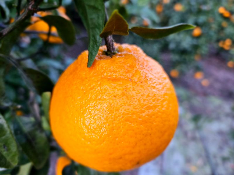 새달귤농장님의 장터 판매 상품 [풋귤(청귤)+한라봉+레드향320g 액상차] 첨부 사진