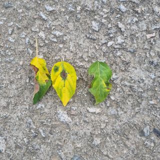 이홍균님의 농사, 무엇이든 물어보세요! · 참여글 작성글 사진