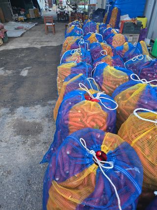 박수열님의 고추 · 영농일지 작성글 사진