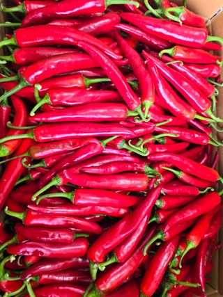 박수열님의 고추 · 영농일지 작성글 사진