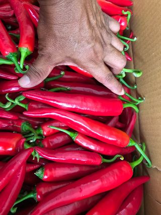 박수열님의 고추 · 영농일지 작성글 사진