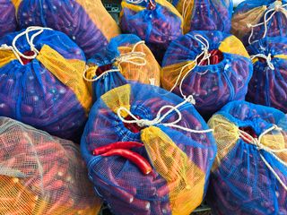 박수열님의 고추 · 영농일지 작성글 사진