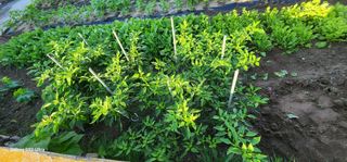 장명장님의 고추 · 영농일지 작성글 사진