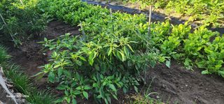 장명장님의 고추 · 영농일지 작성글 사진