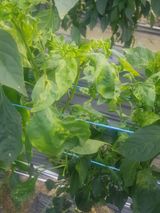 팜모닝 고추·병해충상담 게시글 이미지