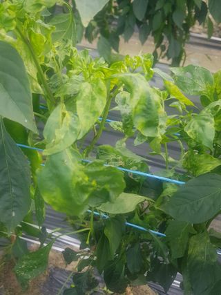 까망고무신님의 고추 · 병해충상담 작성글 사진