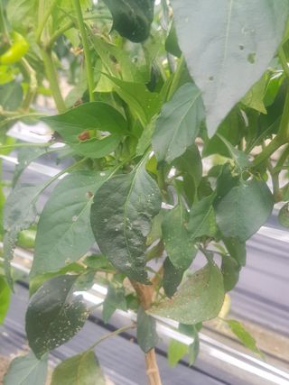 까망고무신님의 고추 · 병해충상담 작성글 사진