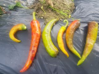 까망고무신님의 고추 · 병해충상담 작성글 사진