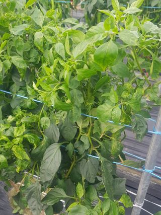 까망고무신님의 고추 · 병해충상담 작성글 사진