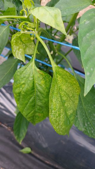 민주님의 고추 · 병해충상담 작성글 사진