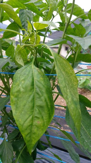 민주님의 고추 · 병해충상담 작성글 사진