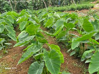 최갑수 님의 기타작물 · 영농일지 작성글 사진