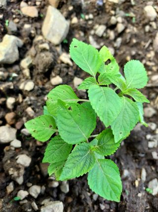 상추21806님의 들깨 · 병해충상담 작성글 사진