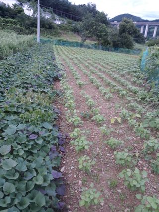 조동원님의 자유주제 · 자유게시판 작성글 사진