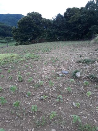 조동원님의 자유주제 · 자유게시판 작성글 사진