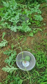 팜모닝 자유주제·자유게시판 게시글 이미지