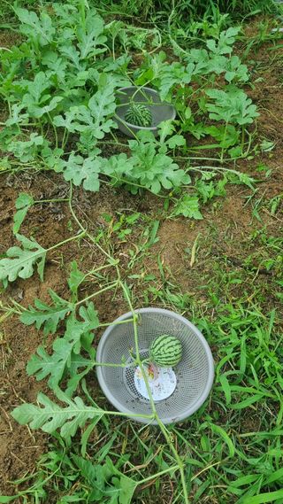 이천용님의 자유주제 · 자유게시판 작성글 사진