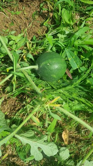 이천용님의 자유주제 · 자유게시판 작성글 사진