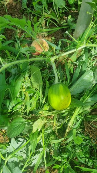 이천용님의 자유주제 · 자유게시판 작성글 사진