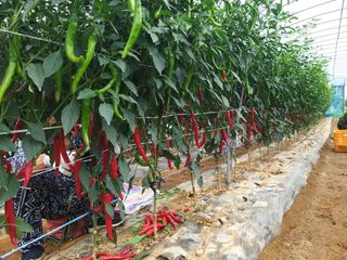 파주고추님의 고추 · 영농일지 작성글 사진