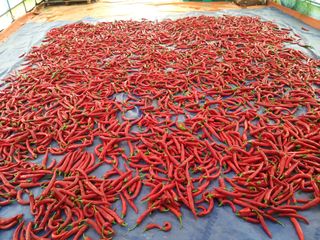 파주고추님의 고추 · 영농일지 작성글 사진