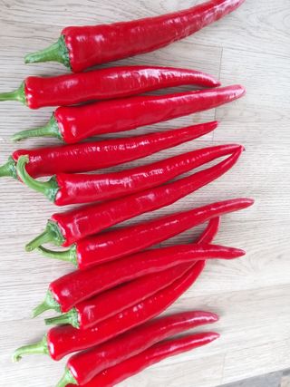 파주고추님의 고추 · 영농일지 작성글 사진