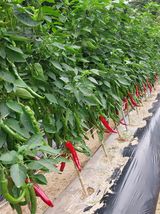 팜모닝 자유주제·자유게시판 게시글 이미지