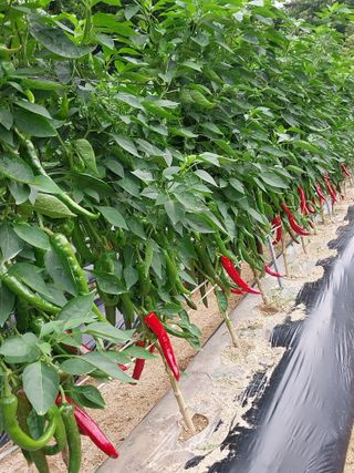 시골살이님의 자유주제 · 자유게시판 작성글 사진