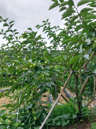 시골살이님의 자유주제 · 자유게시판 작성글 사진