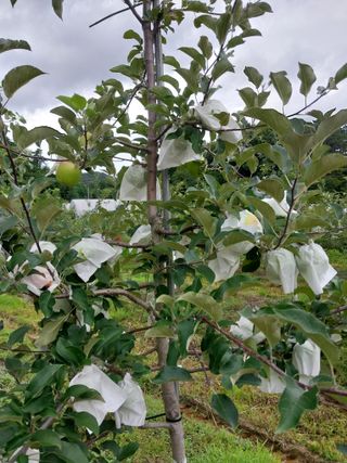 시골살이님의 자유주제 · 자유게시판 작성글 사진