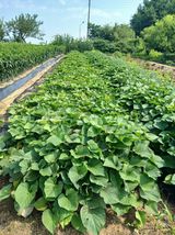 팜모닝 자유주제·자유게시판 게시글 이미지