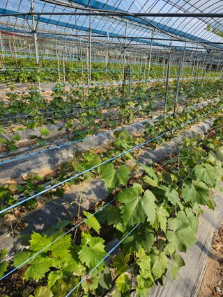 뿌리묘목농원님의 자유주제 · 자유게시판 작성글 사진