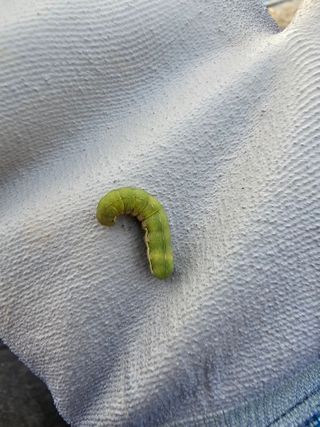 뿌리묘목농원님의 자유주제 · 자유게시판 작성글 사진