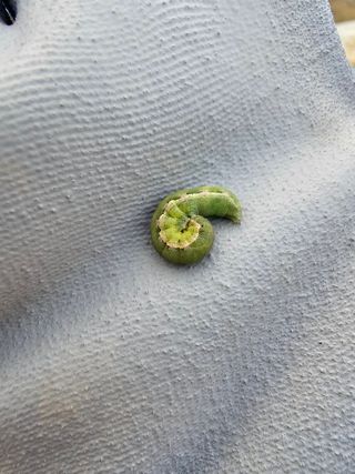 뿌리묘목농원님의 자유주제 · 자유게시판 작성글 사진