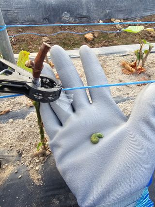 뿌리묘목농원님의 자유주제 · 자유게시판 작성글 사진