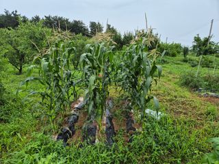 송하영님의 자유주제 · 사진전 작성글 사진