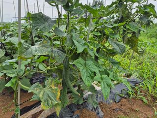 송하영님의 자유주제 · 사진전 작성글 사진