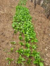 팜모닝 기타작물·영농일지 게시글 이미지