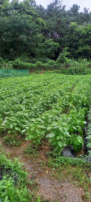 고병길님의 🌧️7월 내 작물 자랑하기 · 참여글 작성글 사진