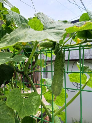 조정분(사랑이엄마)님의 오이 · 영농일지 작성글 사진