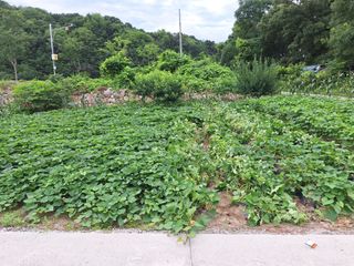 상추20970님의 고구마 · 영농일지 작성글 사진