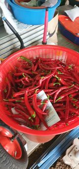 팜모닝 고추·영농일지 게시글 이미지