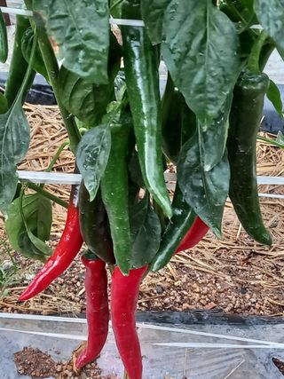 꼴찌농부님의 고추 · 영농일지 작성글 사진