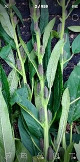 팜모닝 농사, 무엇이든 물어보세요!·참여글 게시글 이미지