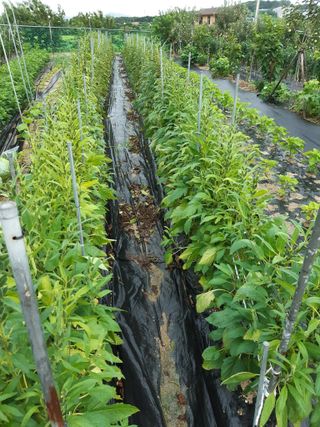 강판술님의 참깨 · 영농일지 작성글 사진