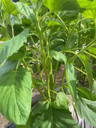 박중래님의 🌧️7월 내 작물 자랑하기 · 참여글 작성글 사진