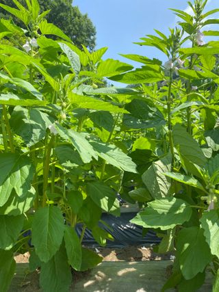 박중래님의 🌧️7월 내 작물 자랑하기 · 참여글 작성글 사진