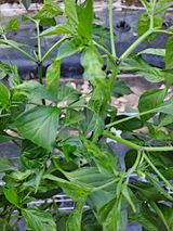 팜모닝 고추·병해충상담 게시글 이미지