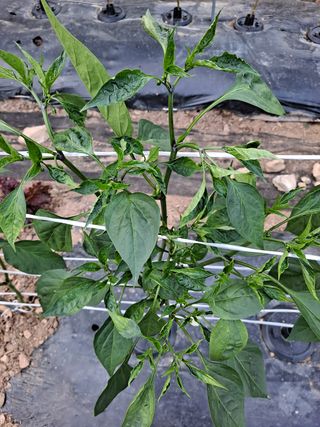 초보텃밭농업인님의 고추 · 병해충상담 작성글 사진